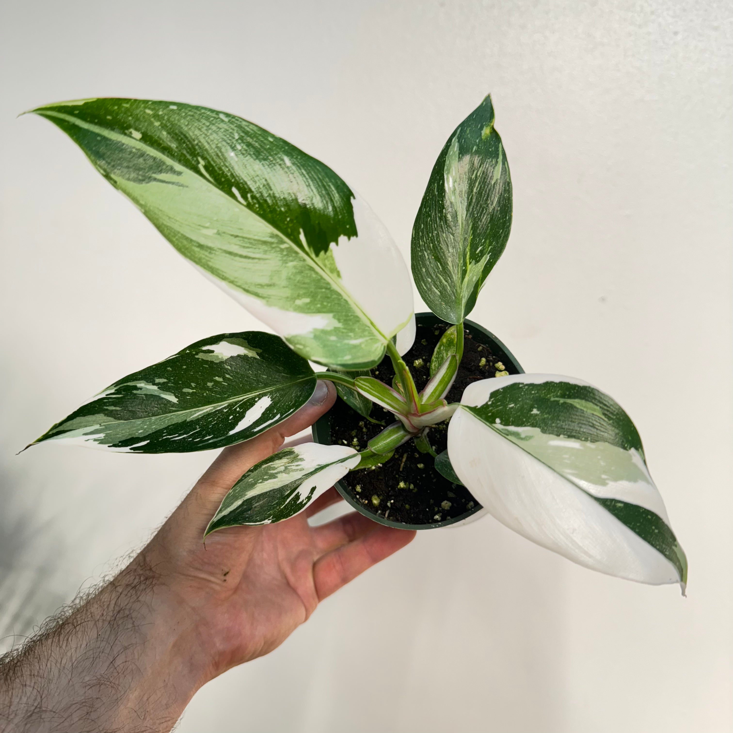 Philodendron White Wizard