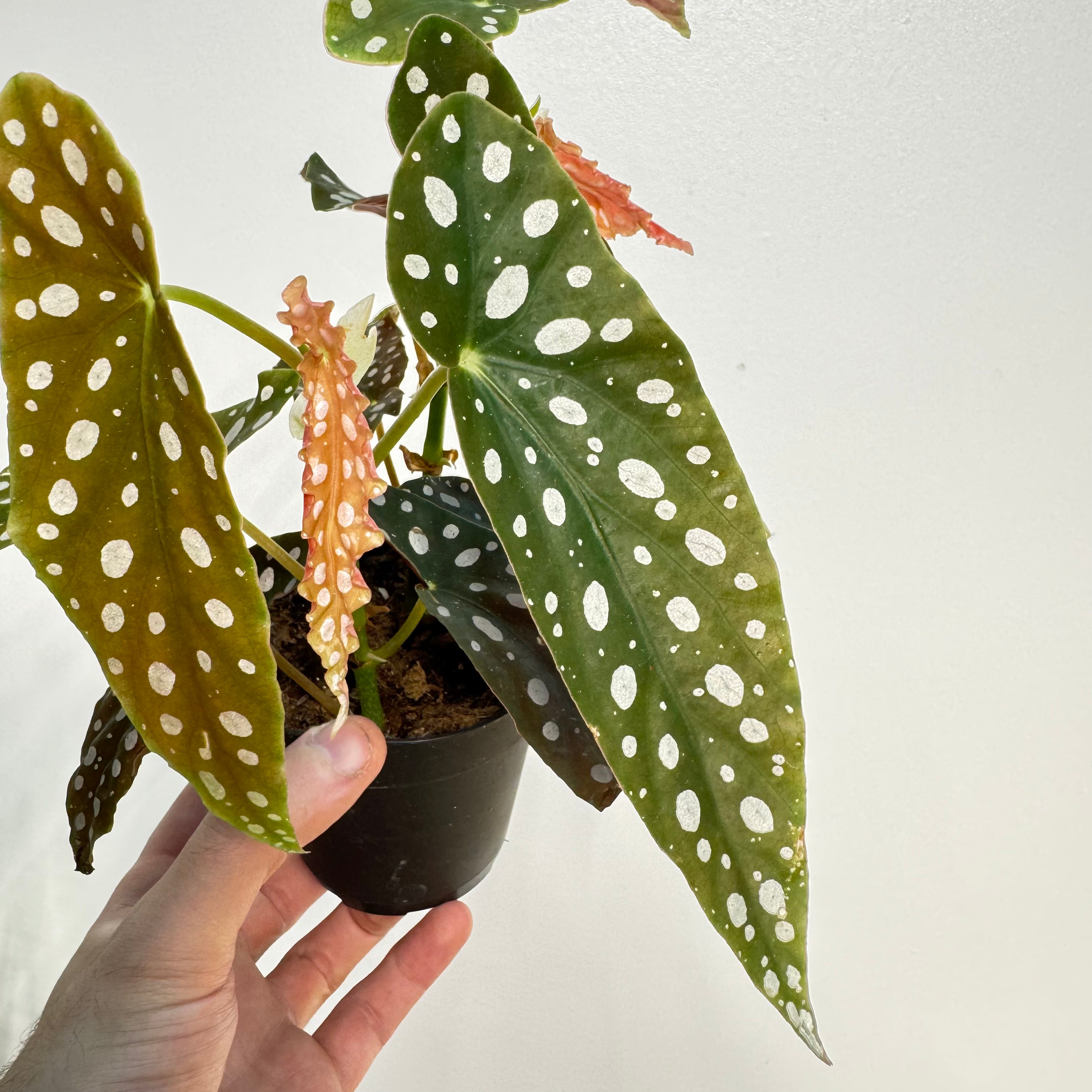 Begonia Maculata