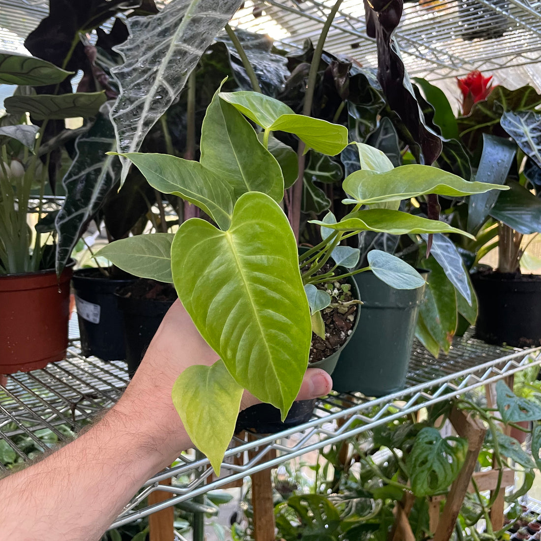 Anthurium Veitchii