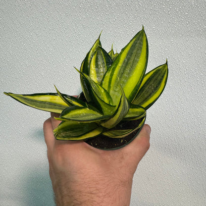 Sansevieria Gold Hahnii