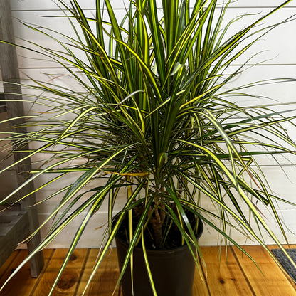 Dracaena Kiwi Bush