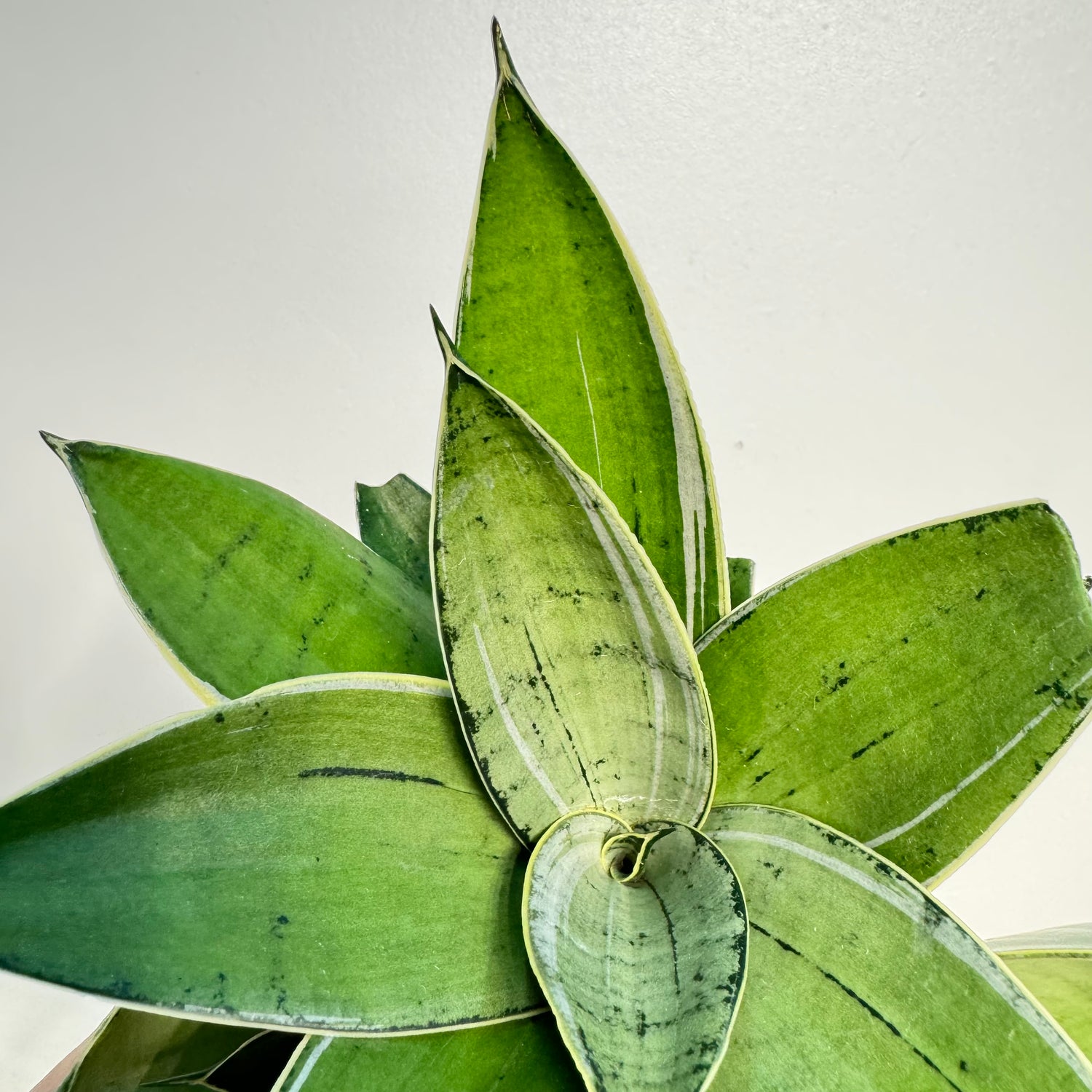 Sansevieria Starlight