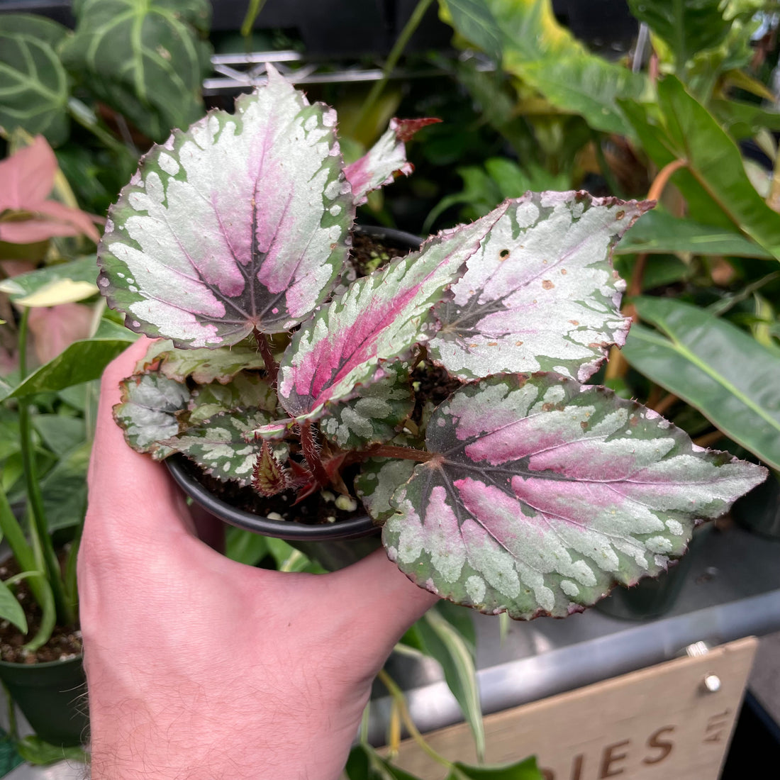 Begonia Rex Chagos