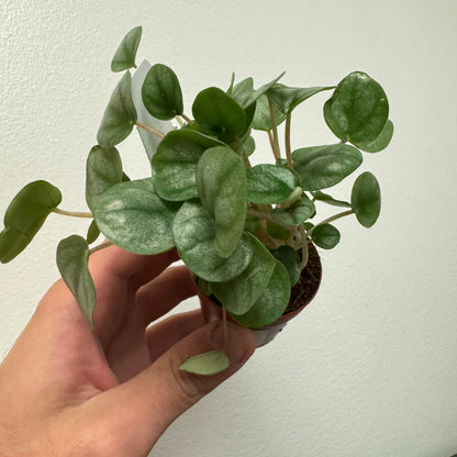 Peperomia Little Toscani