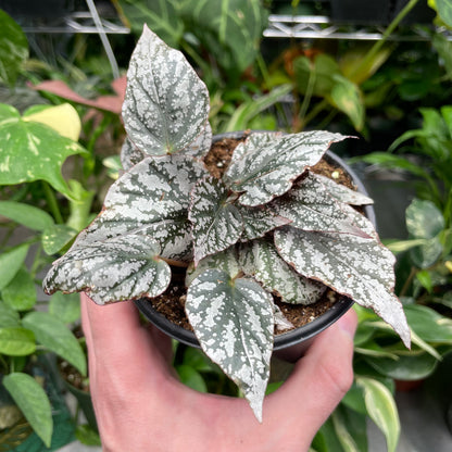 Begonia Rex Silver Splash