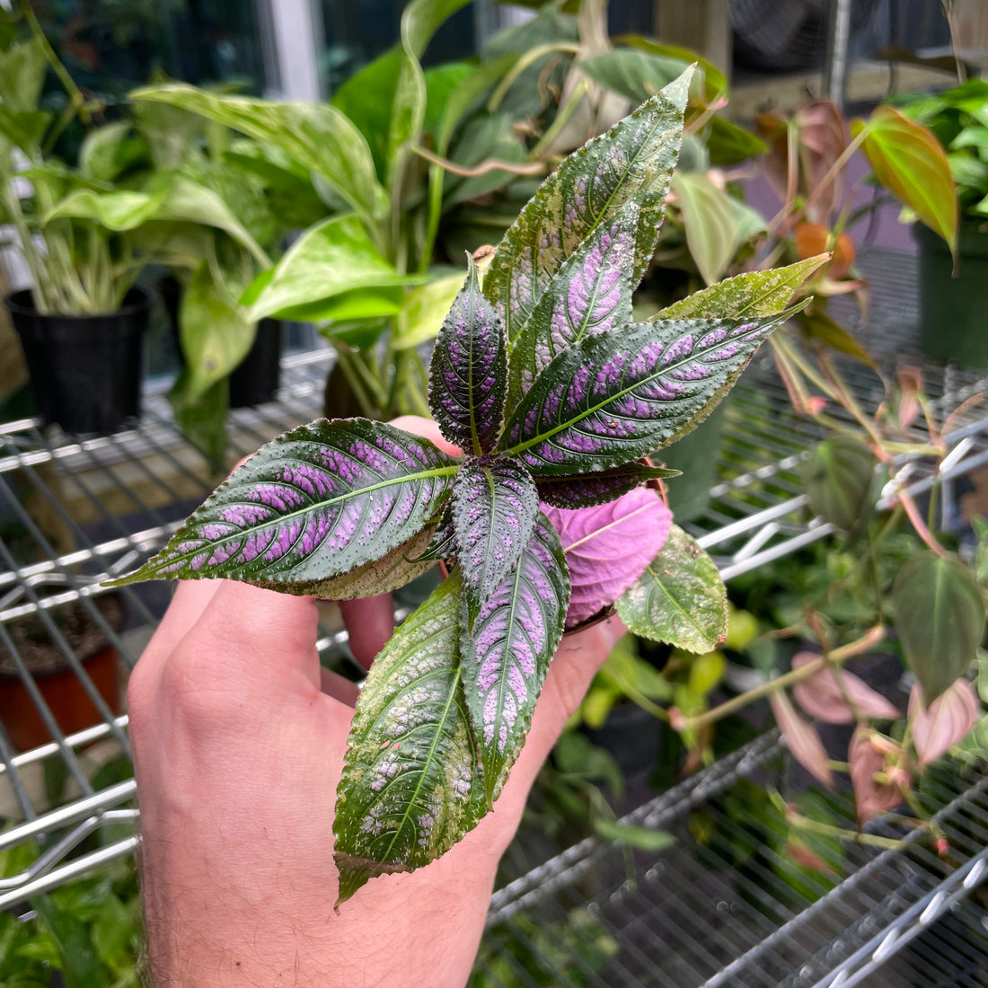 Strobilanthes Dyerianus