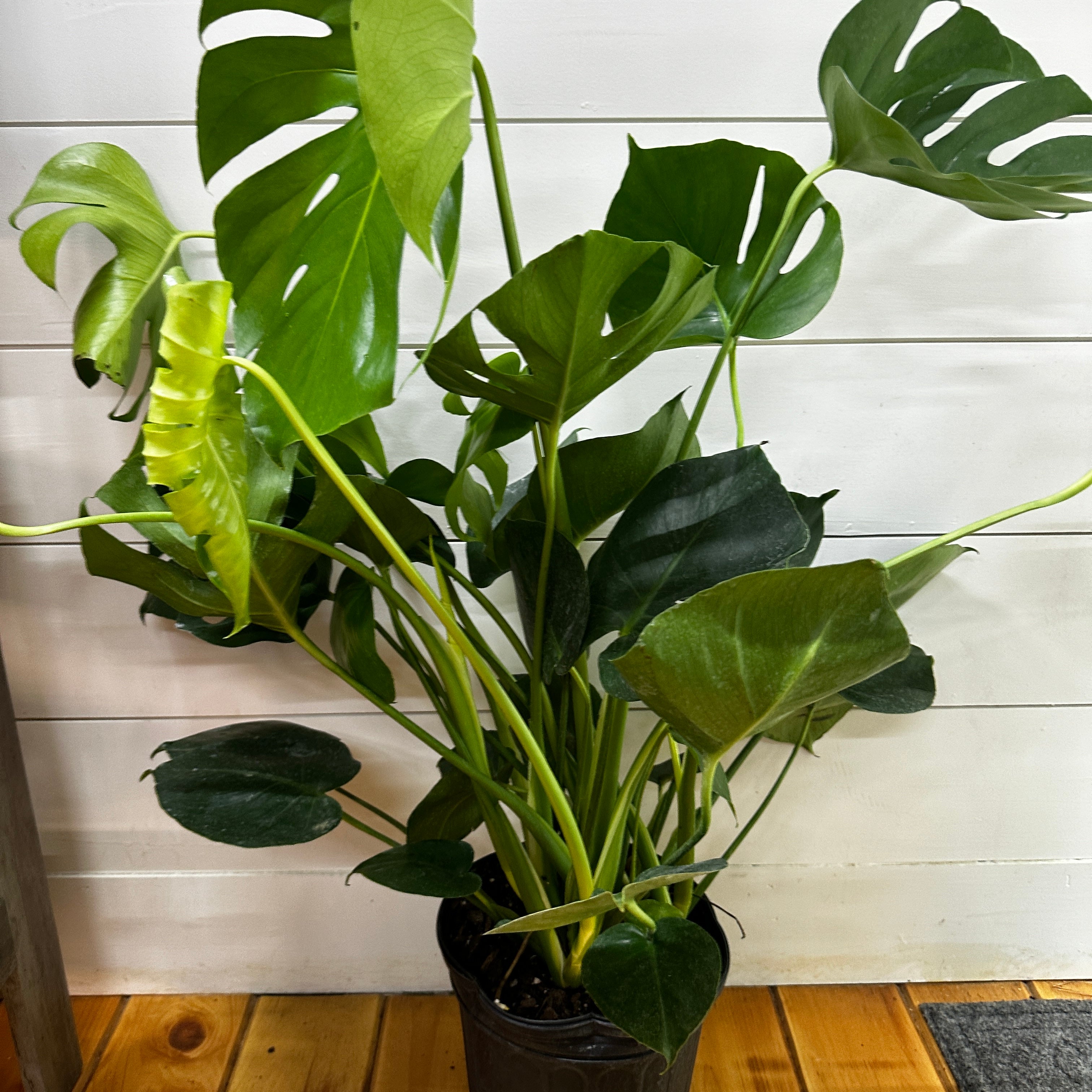 Monstera Deliciosa