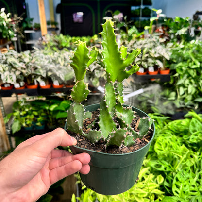 Euphorbia Lactea