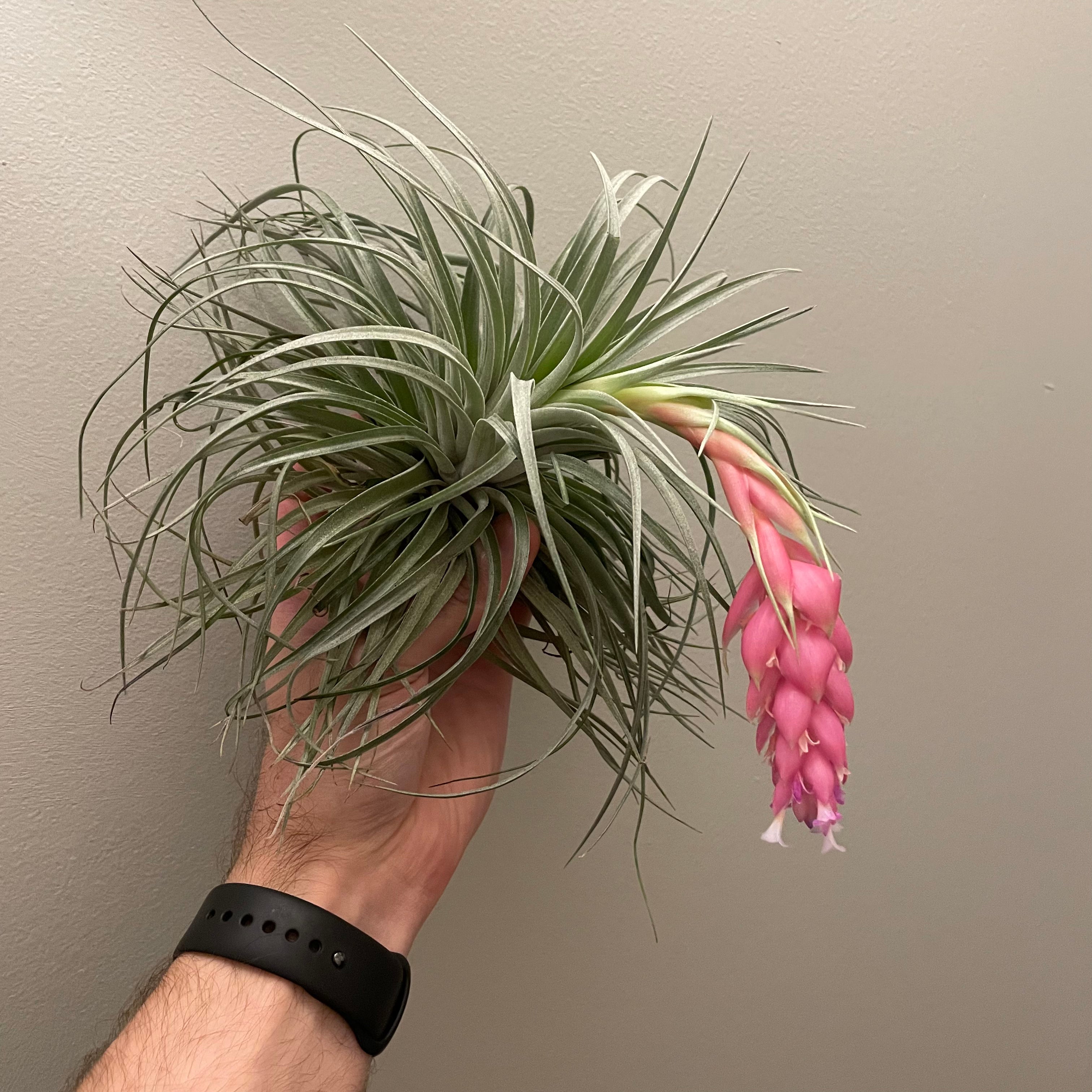 Cotton Candy Hybrid Air Plant