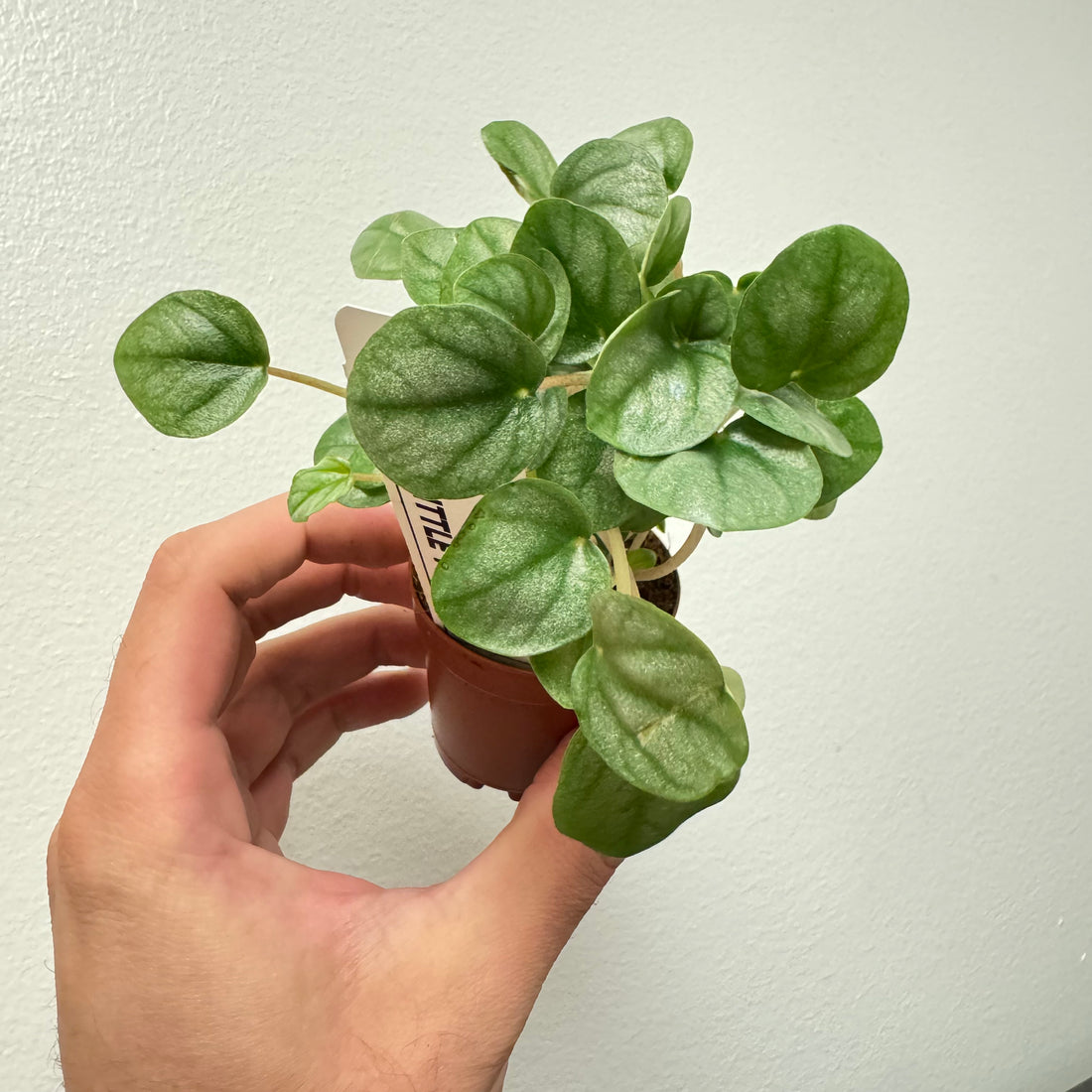 Peperomia Little Toscani