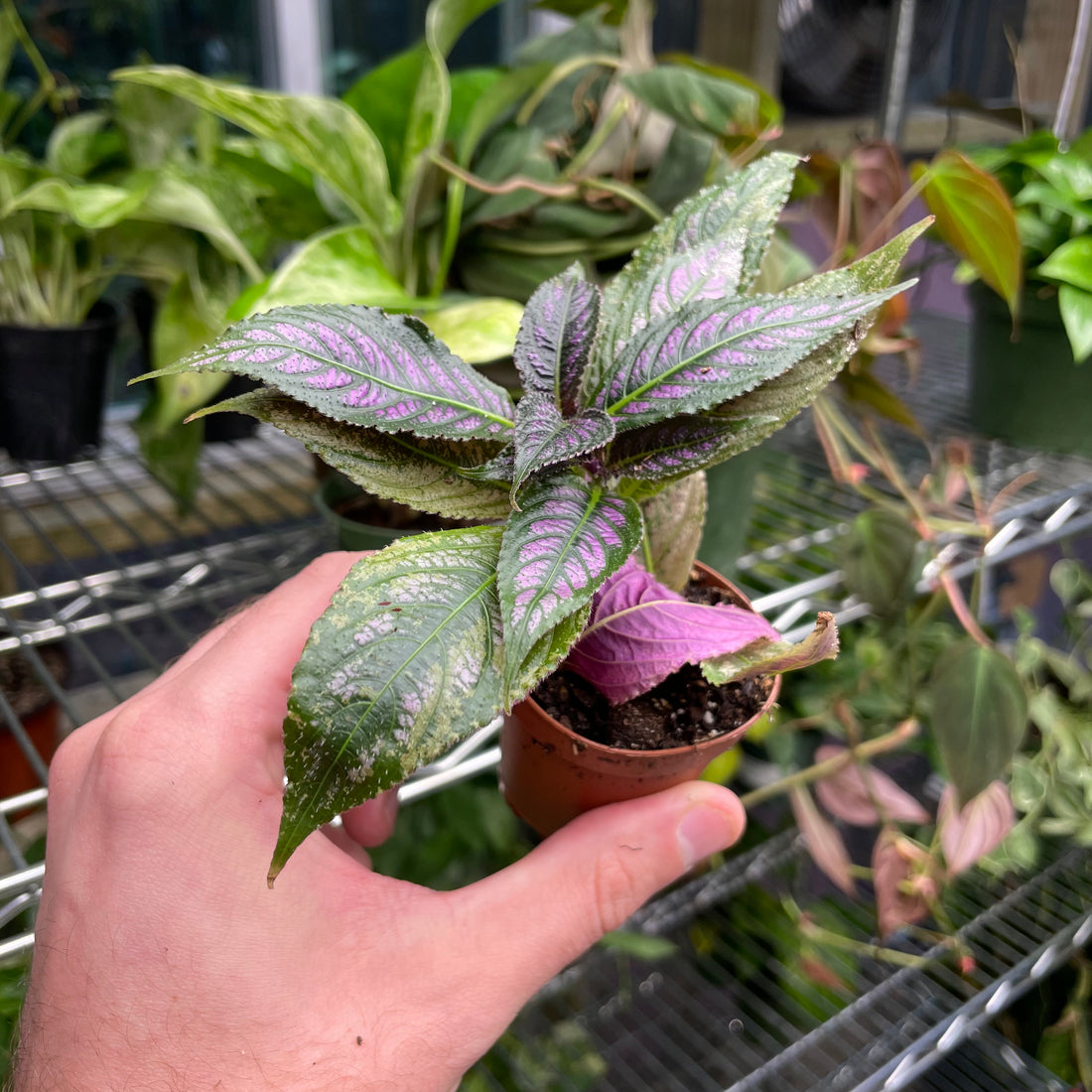 Strobilanthes Dyerianus