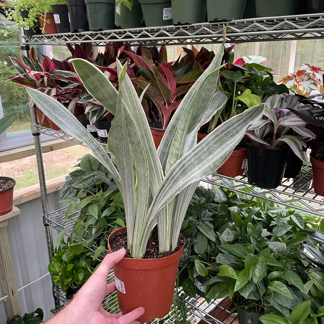 Sansevieria Sayuri