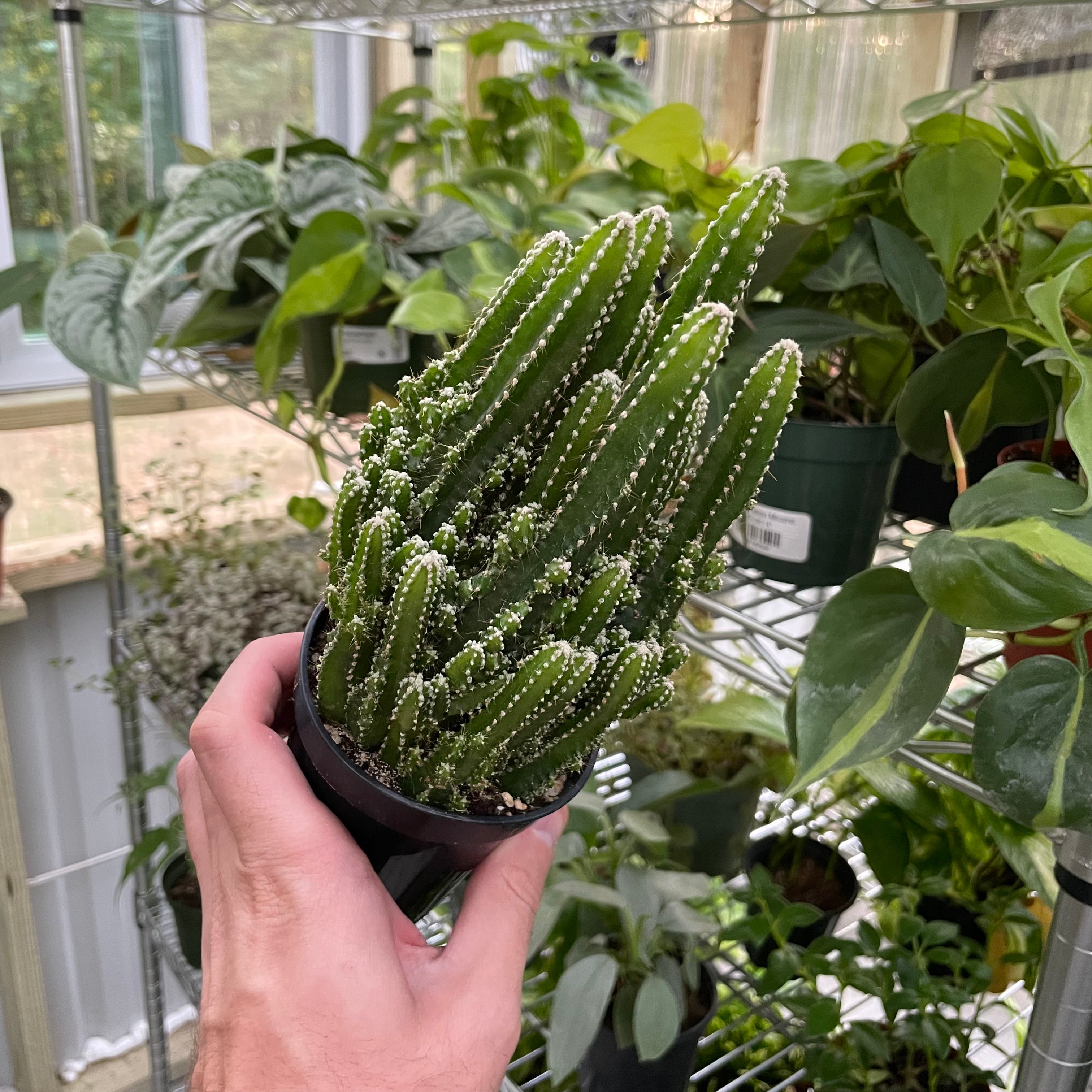 Acanthocereus Tetragonus