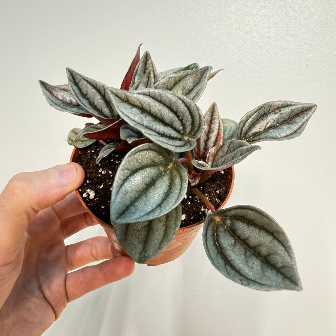 Peperomia Mendoza