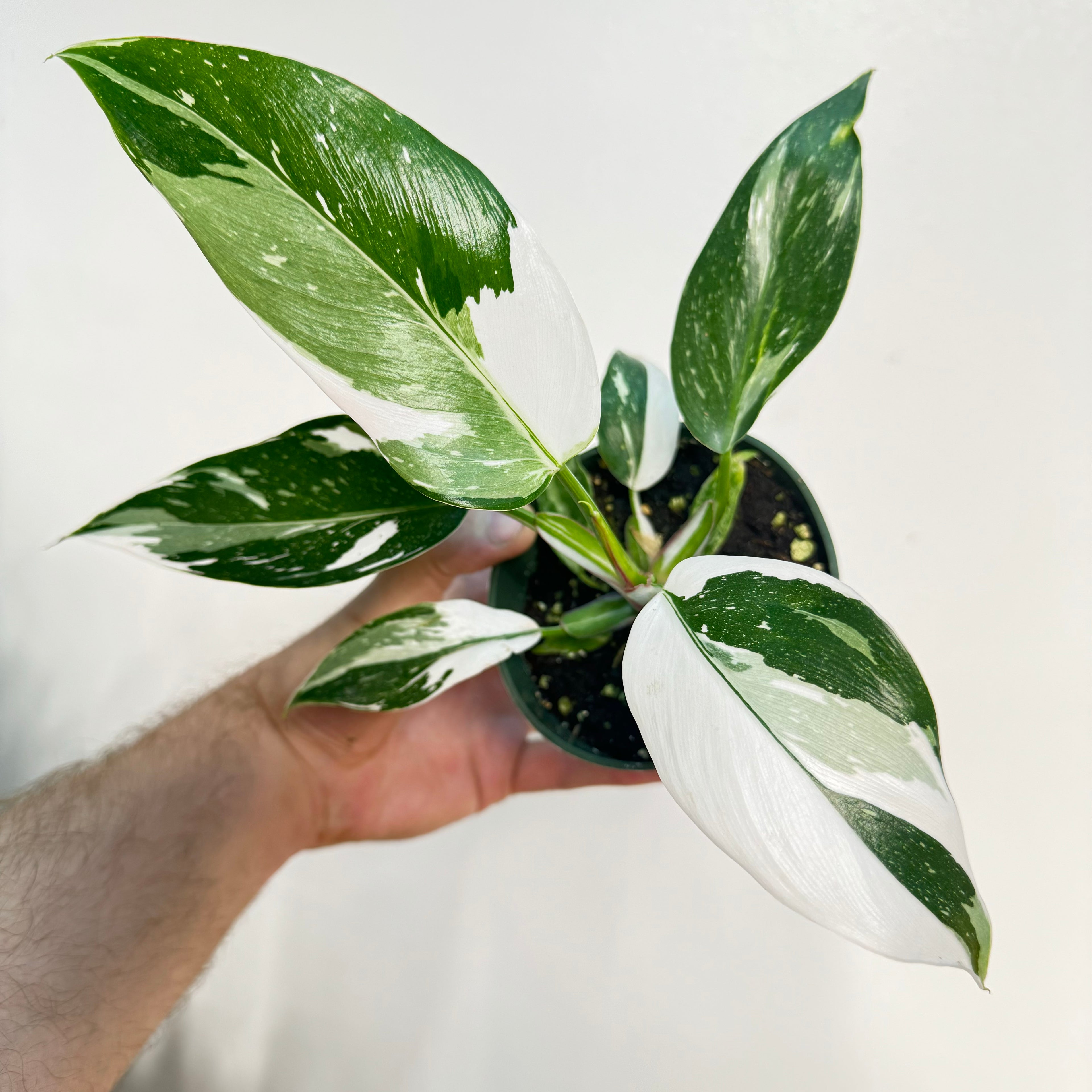 Philodendron White Wizard