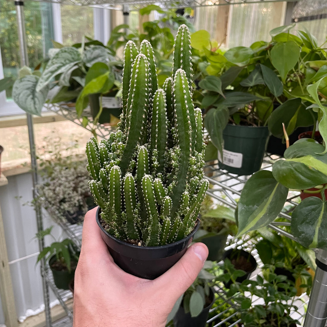 Acanthocereus Tetragonus