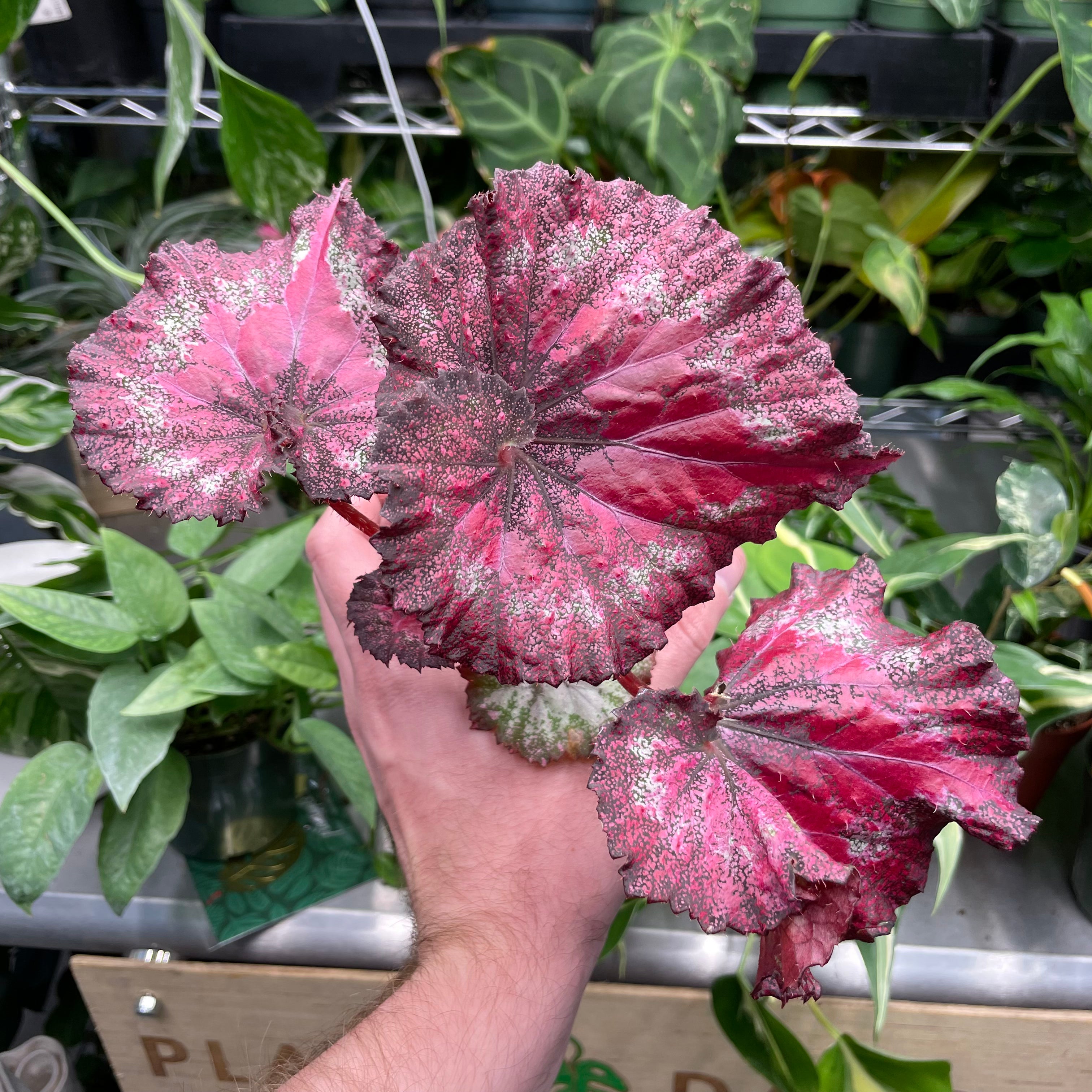 Begonia Rex Curly Purple