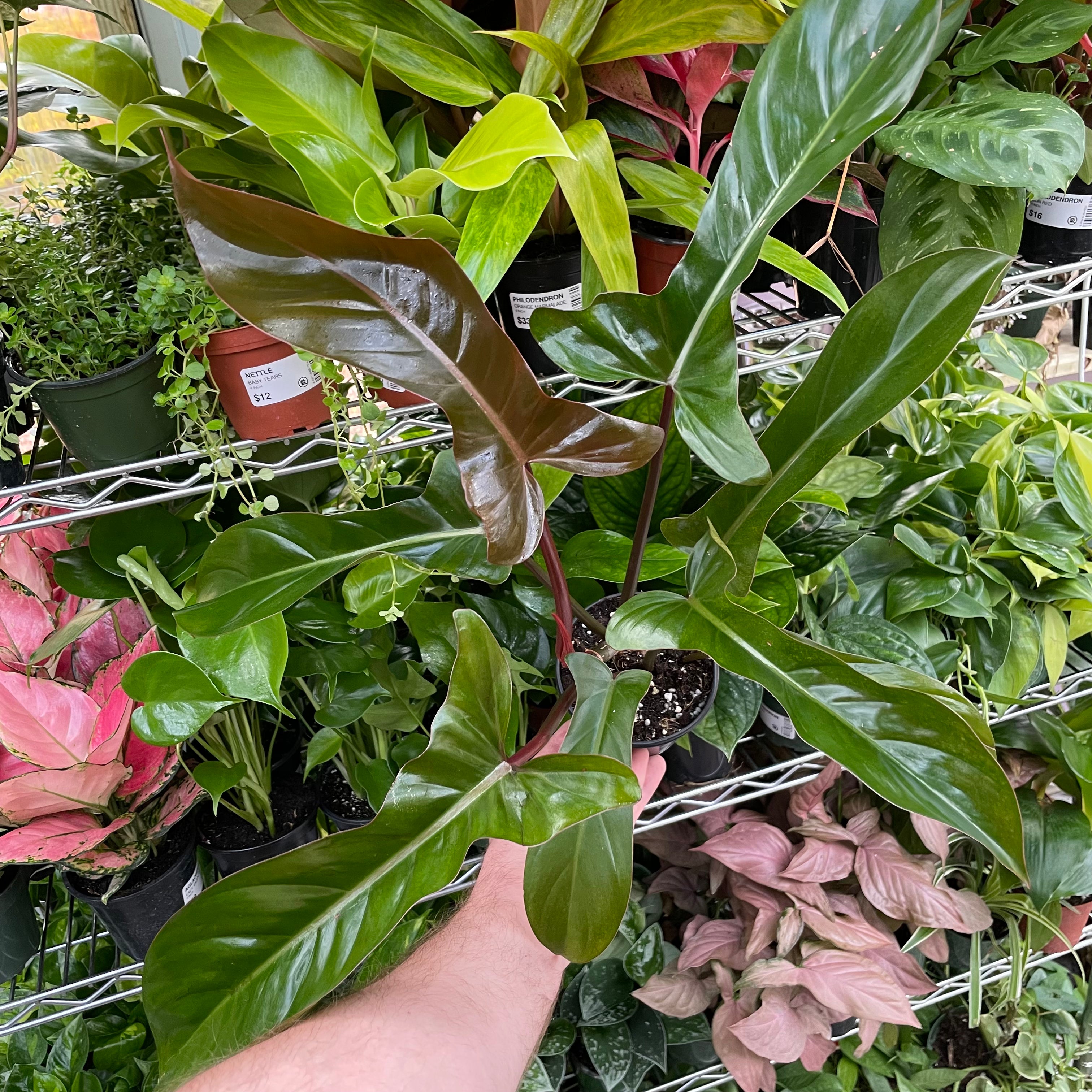 Philodendron Florida Bronze