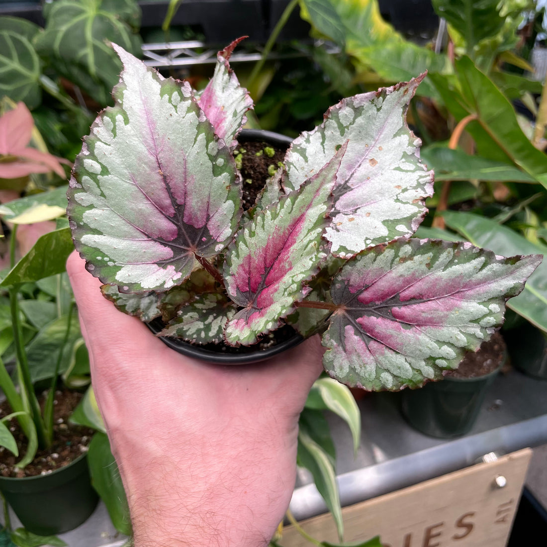 Begonia Rex Chagos