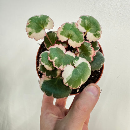 Begonia Strawberry Variegated