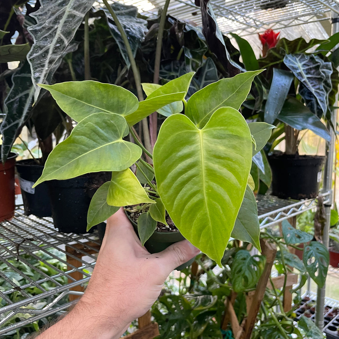 Anthurium Veitchii