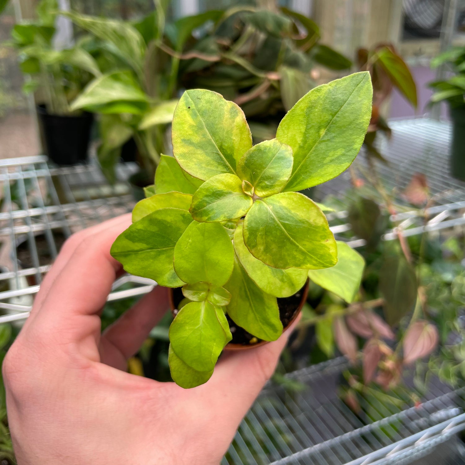 Lysimachia Congestiflora Variegated