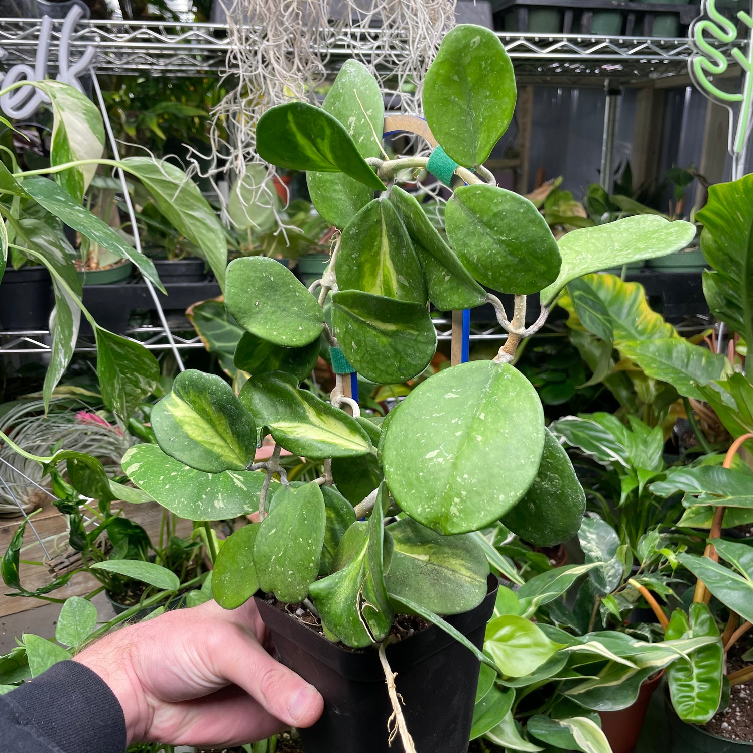 Hoya Obovata Variegated