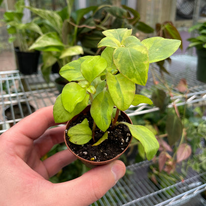 Lysimachia Congestiflora Variegated