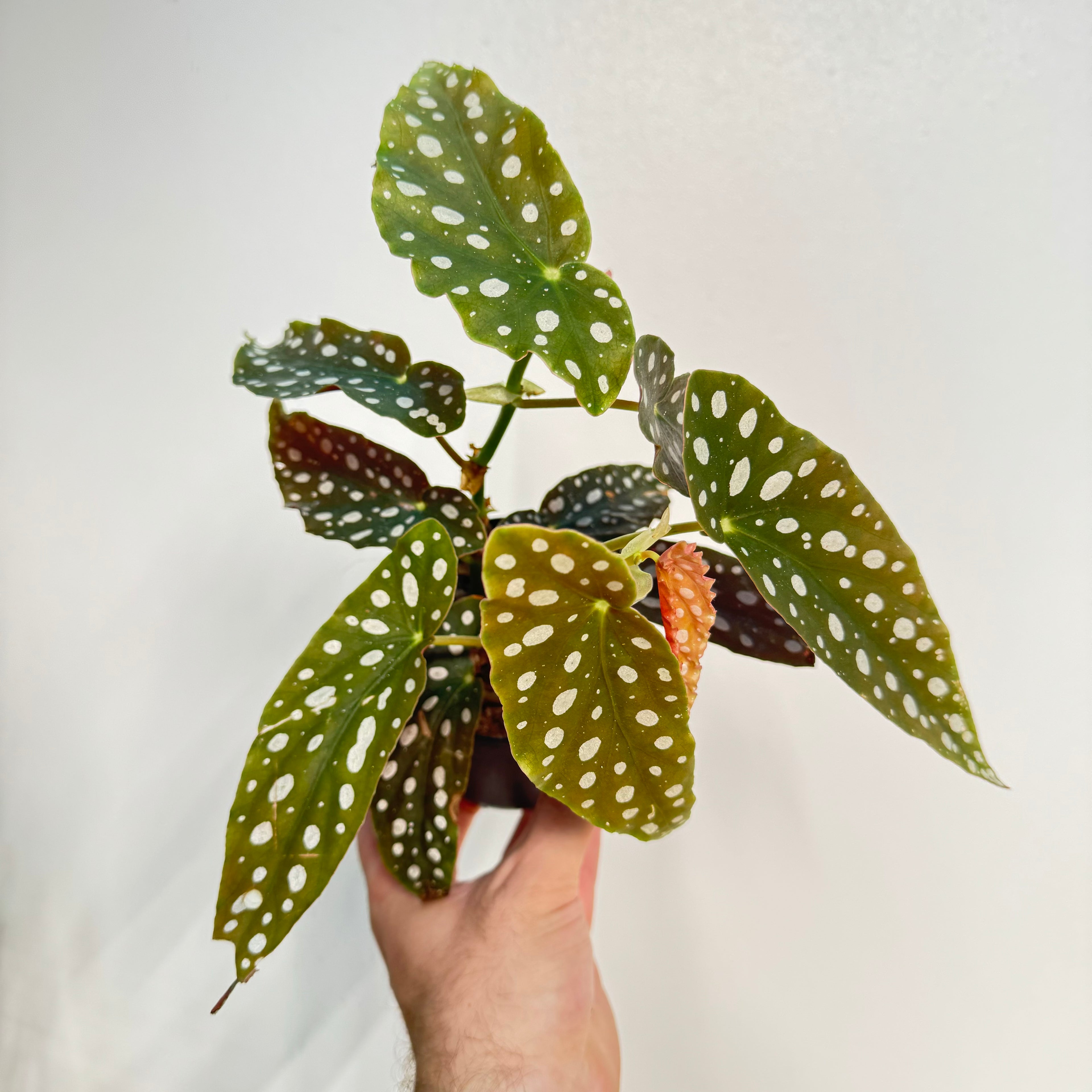 Begonia Maculata