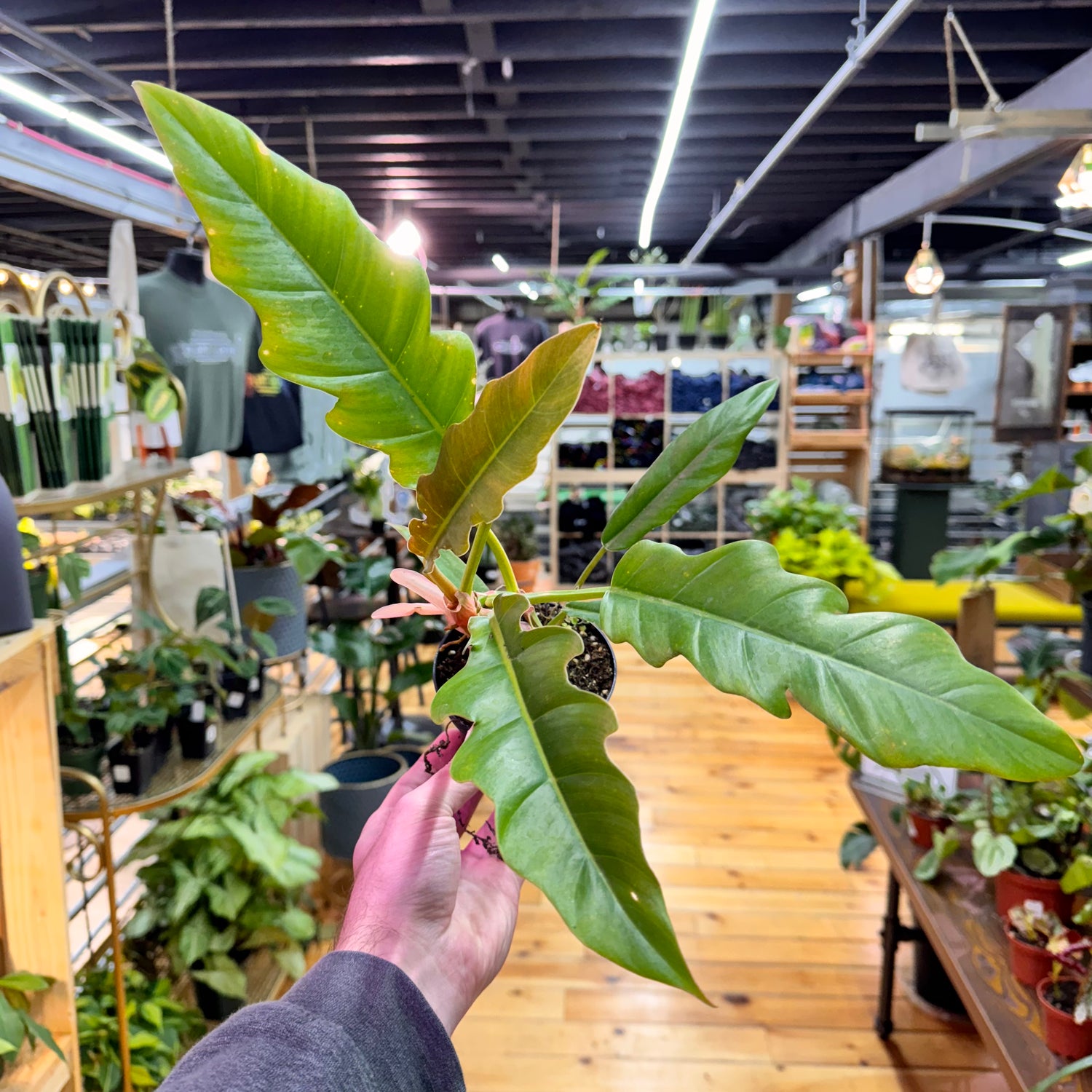 Philodendron Ring of Fire