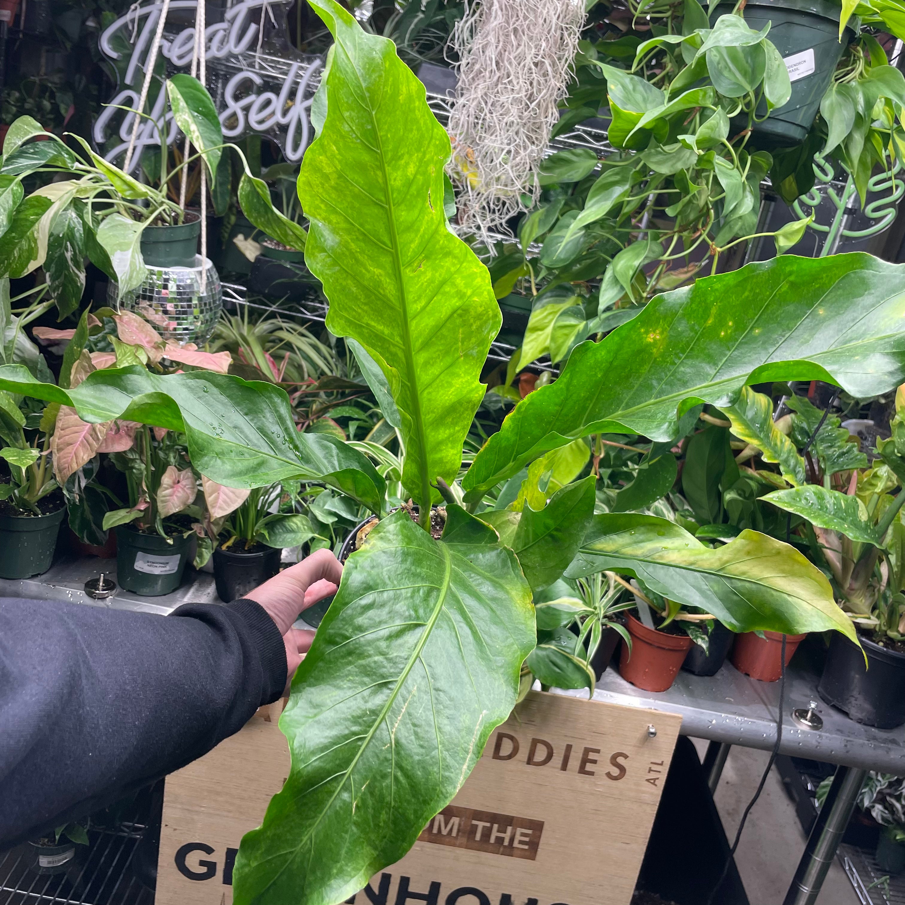 Anthurium Bird’s Nest Variegated