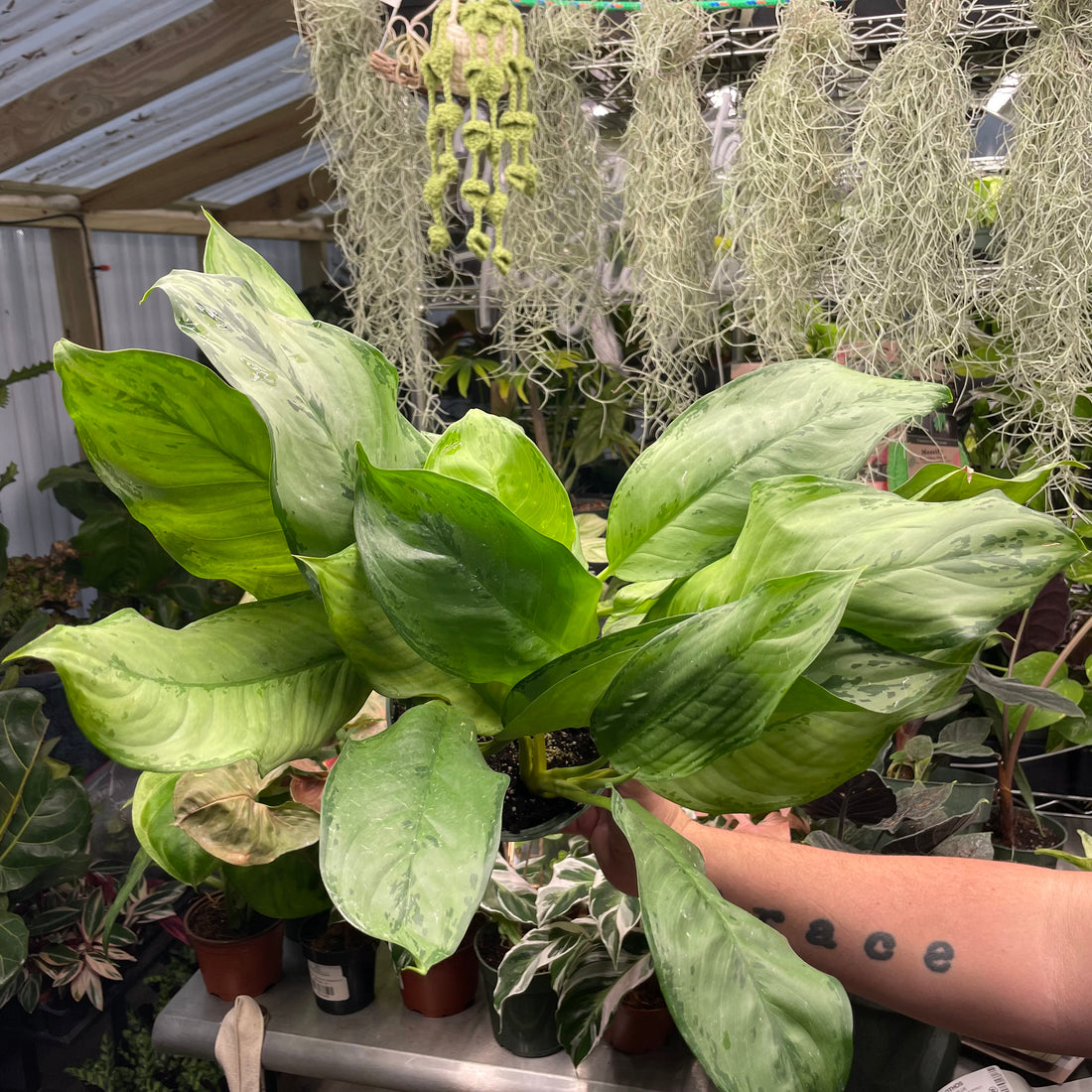 Aglaonema BJ Freeman