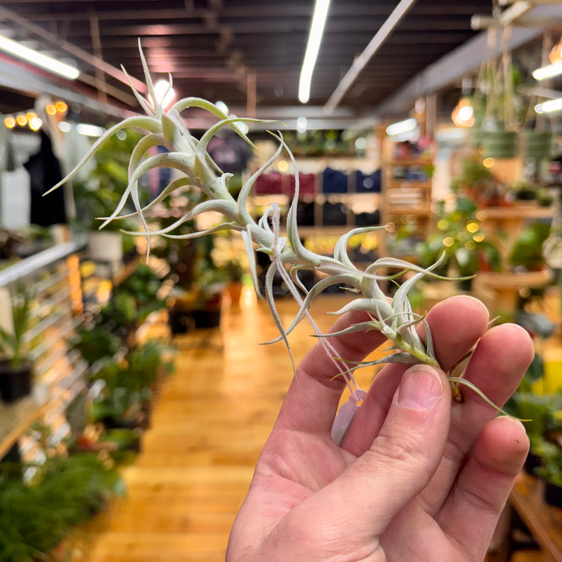 Albida V. Minor Air Plant