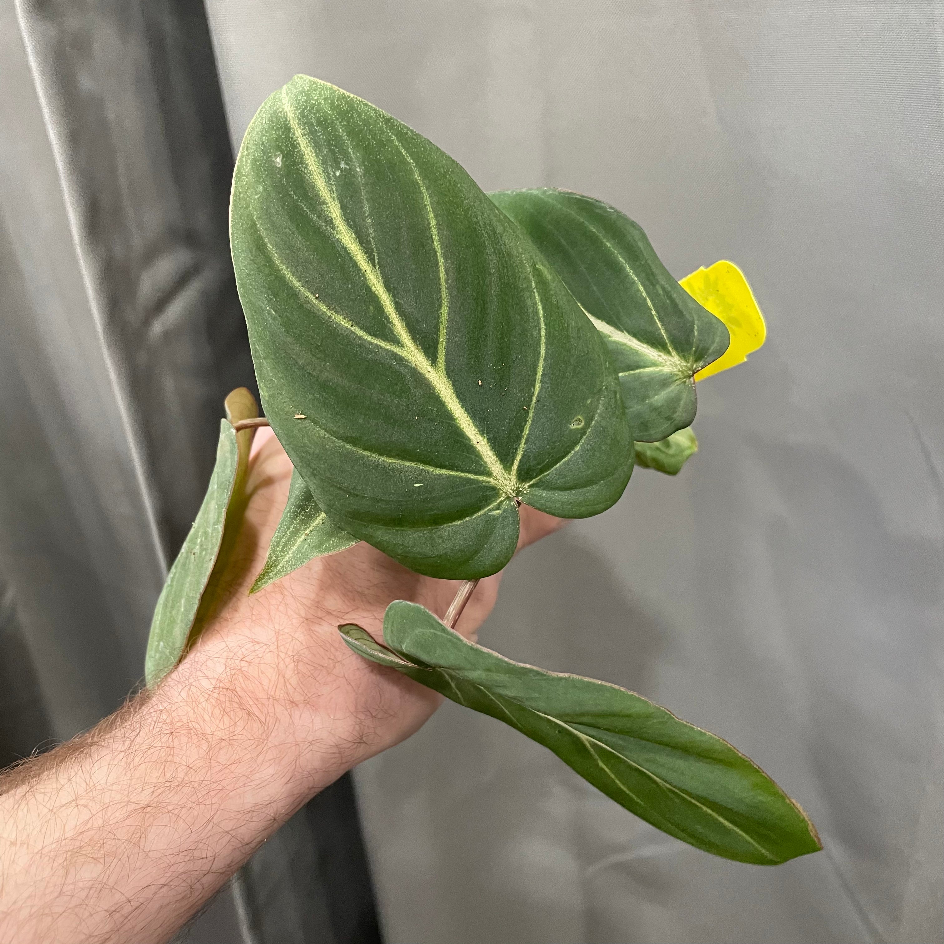 Philodendron Gloriosum