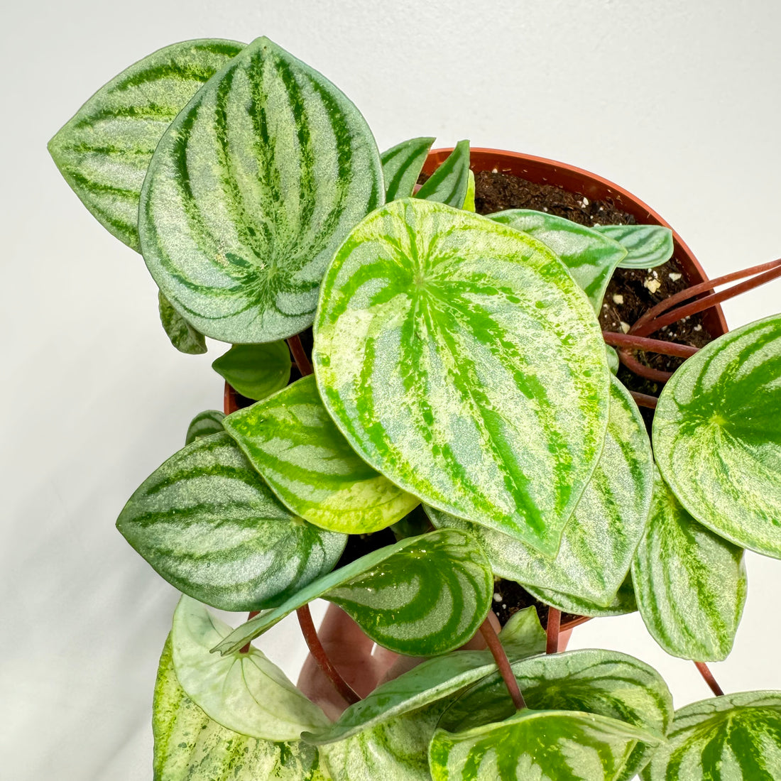 Peperomia Harmony&