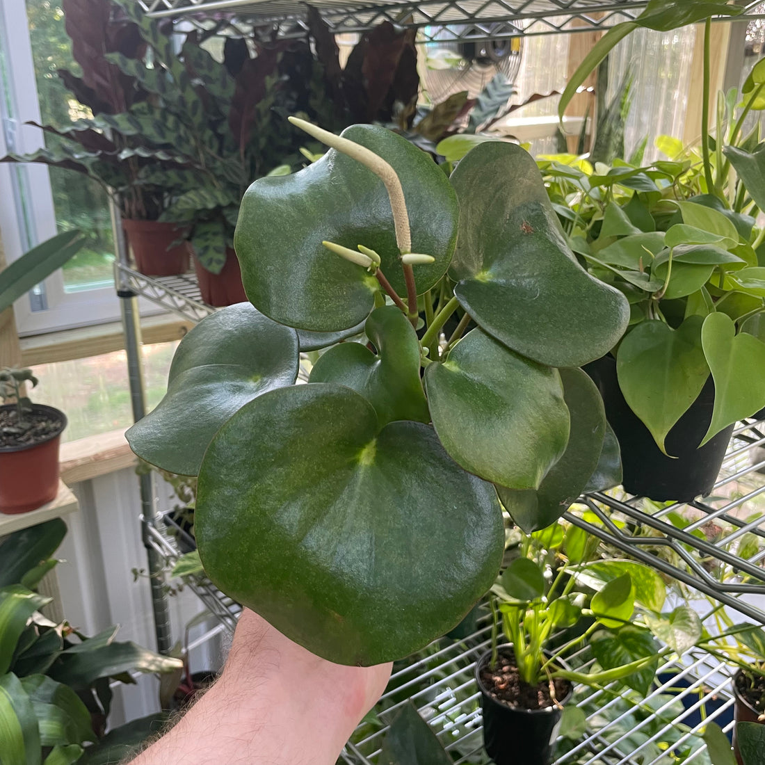 Peperomia Raindrop