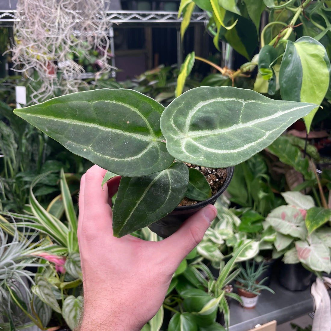 Anthurium Blue Velvet X Green Papillilaminum