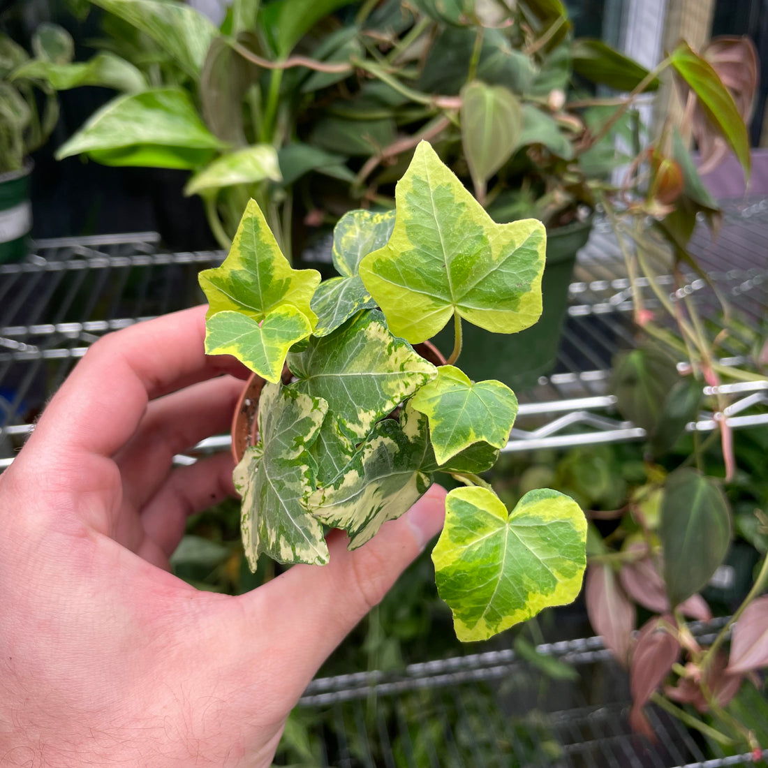 English Ivy Variegated