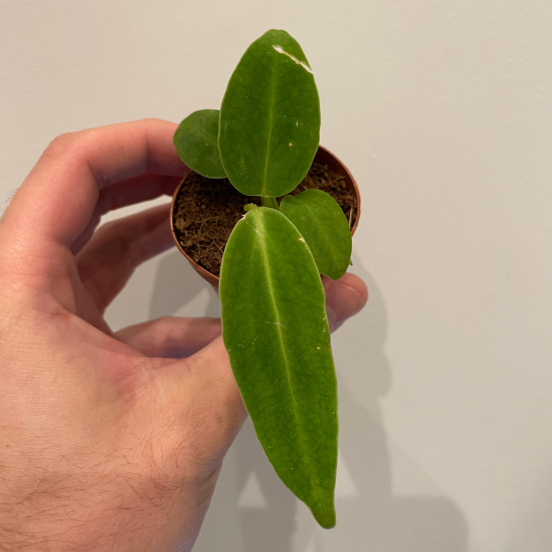 Anthurium Warocqueanum