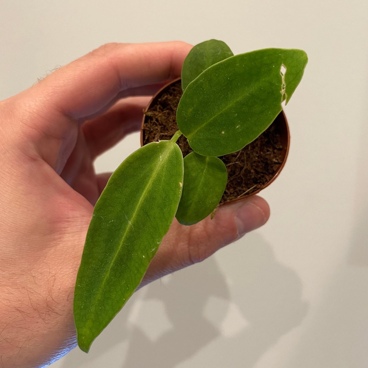 Anthurium Warocqueanum