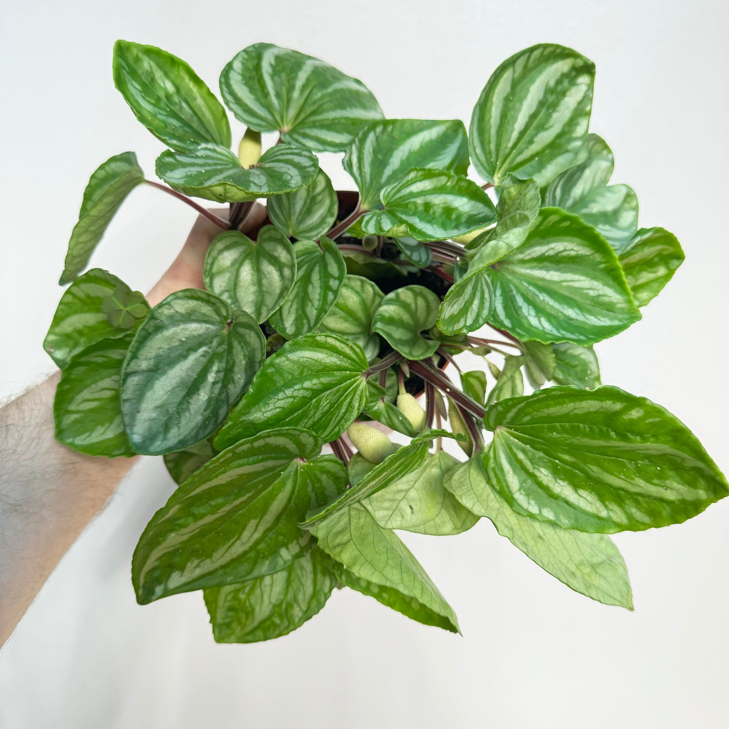 Peperomia Ecuador