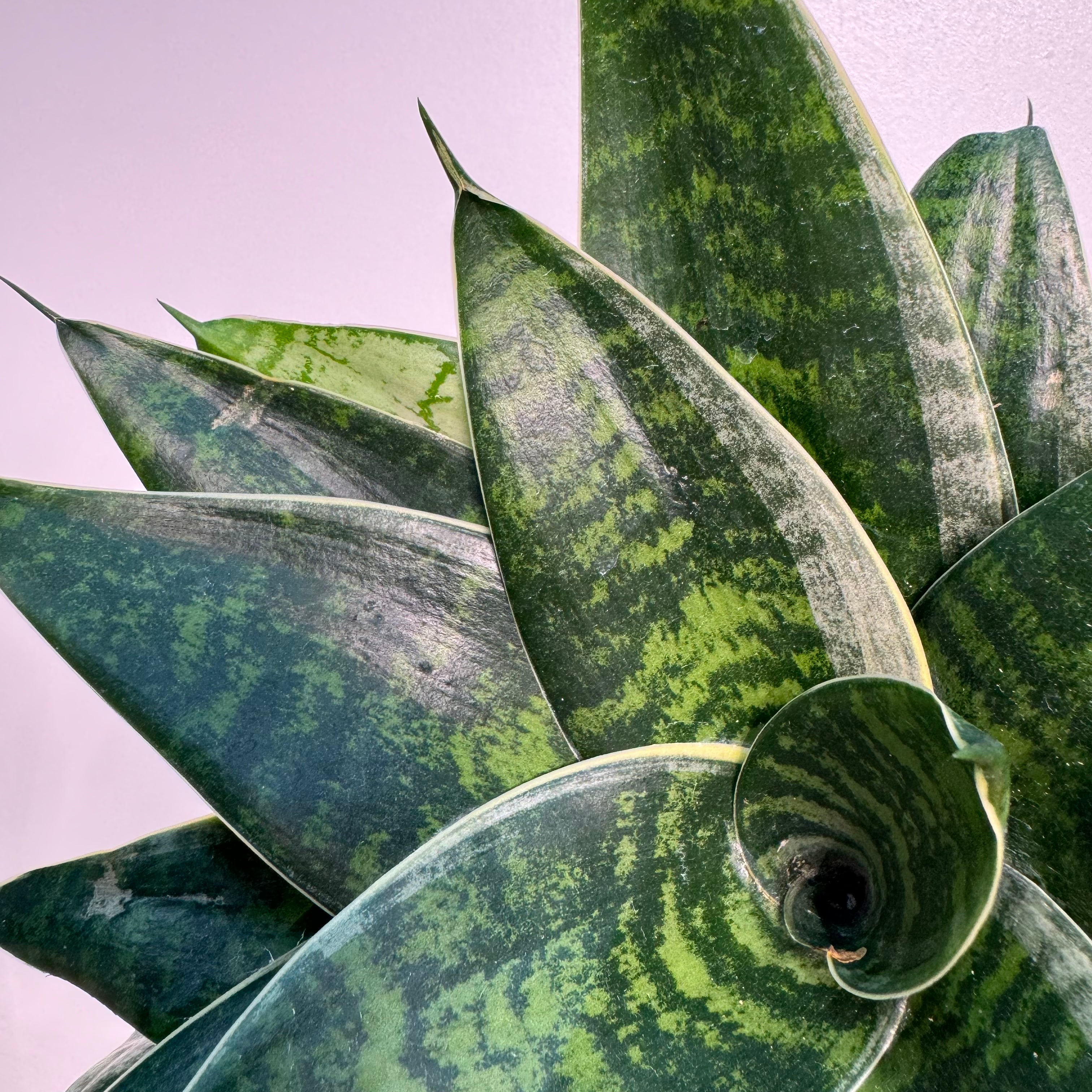 Sansevieria Night Owl Silver