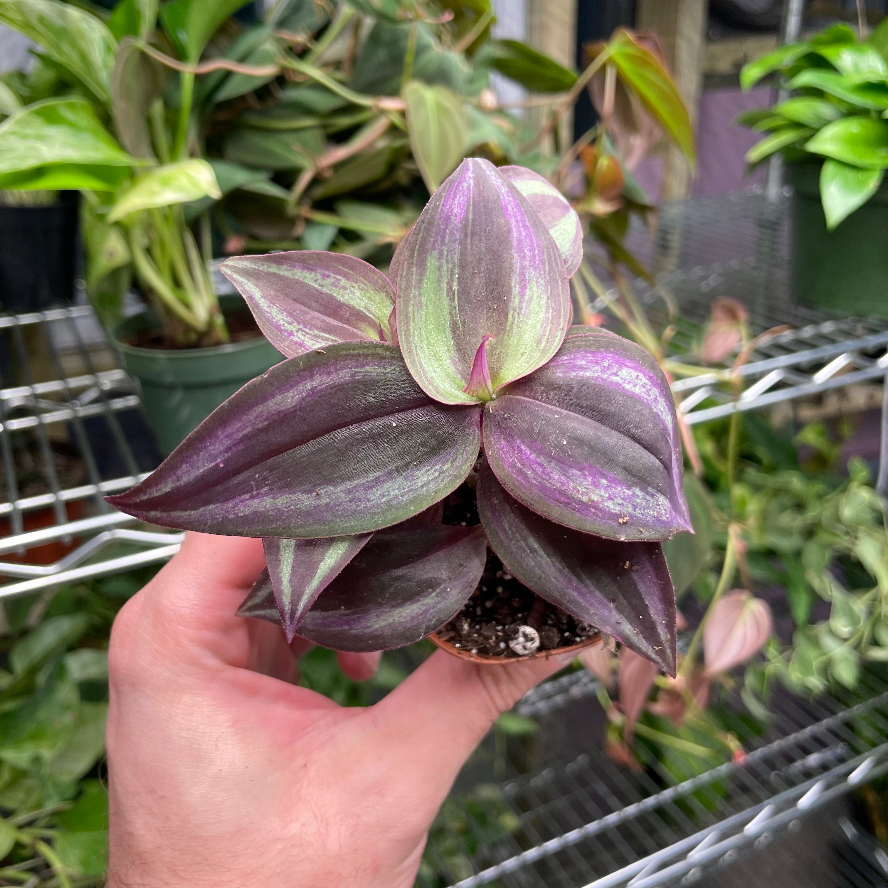 Tradescantia Zebrina