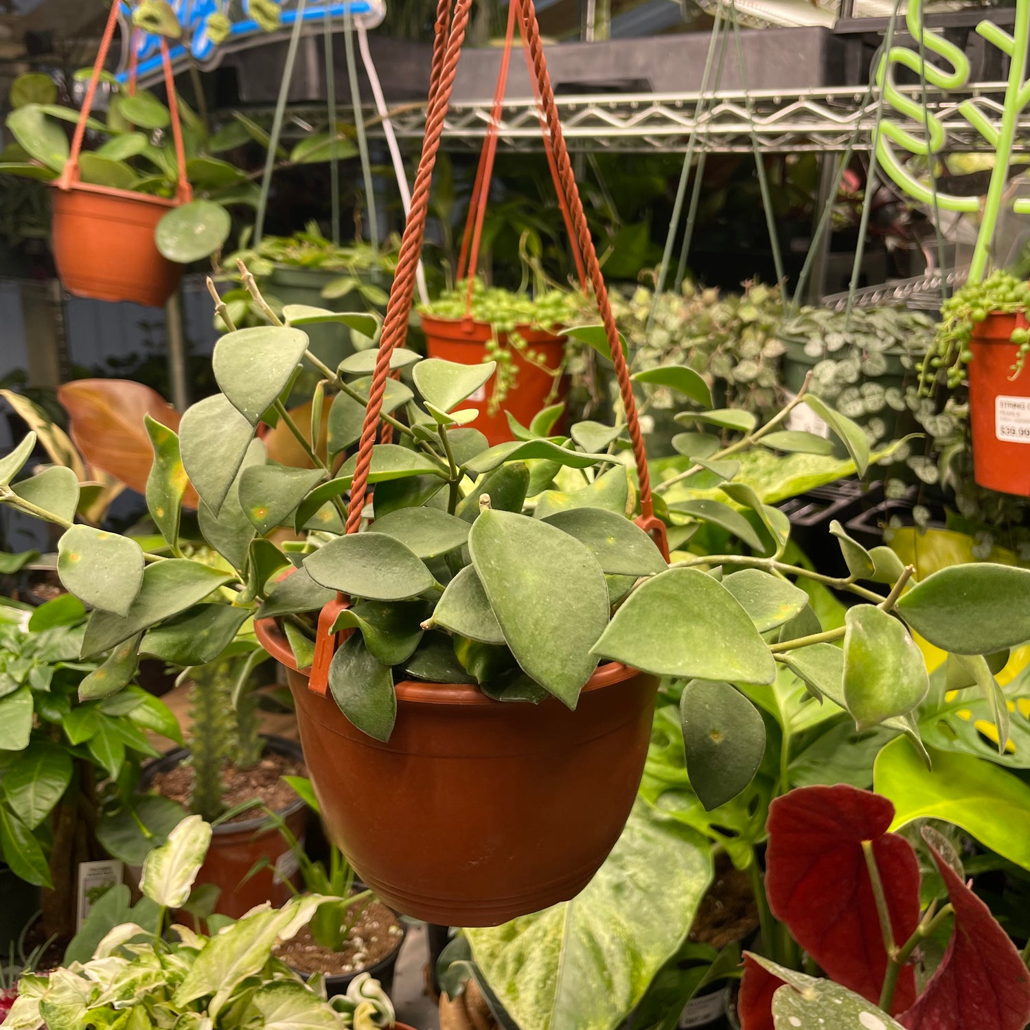 Hoya Nummularioides