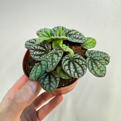 Peperomia Burbella