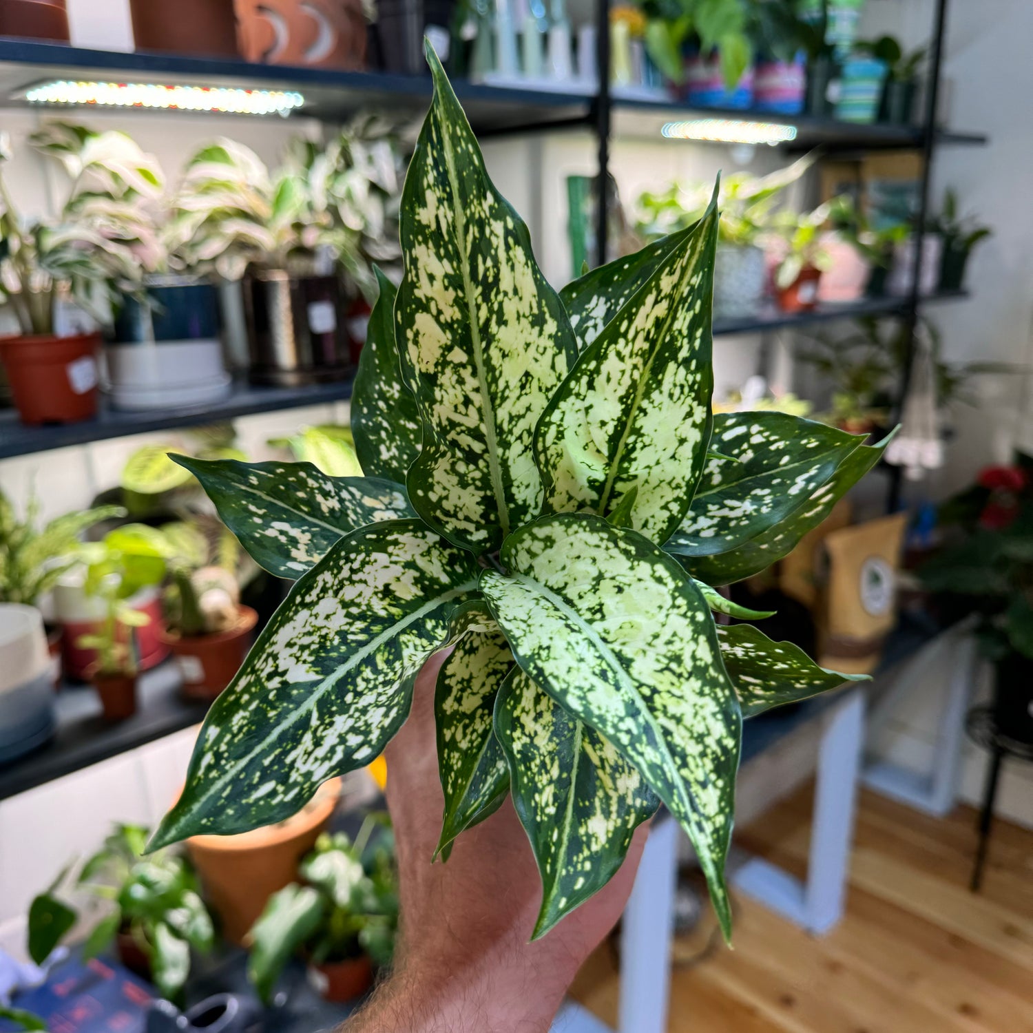 Aglaonema Snow White