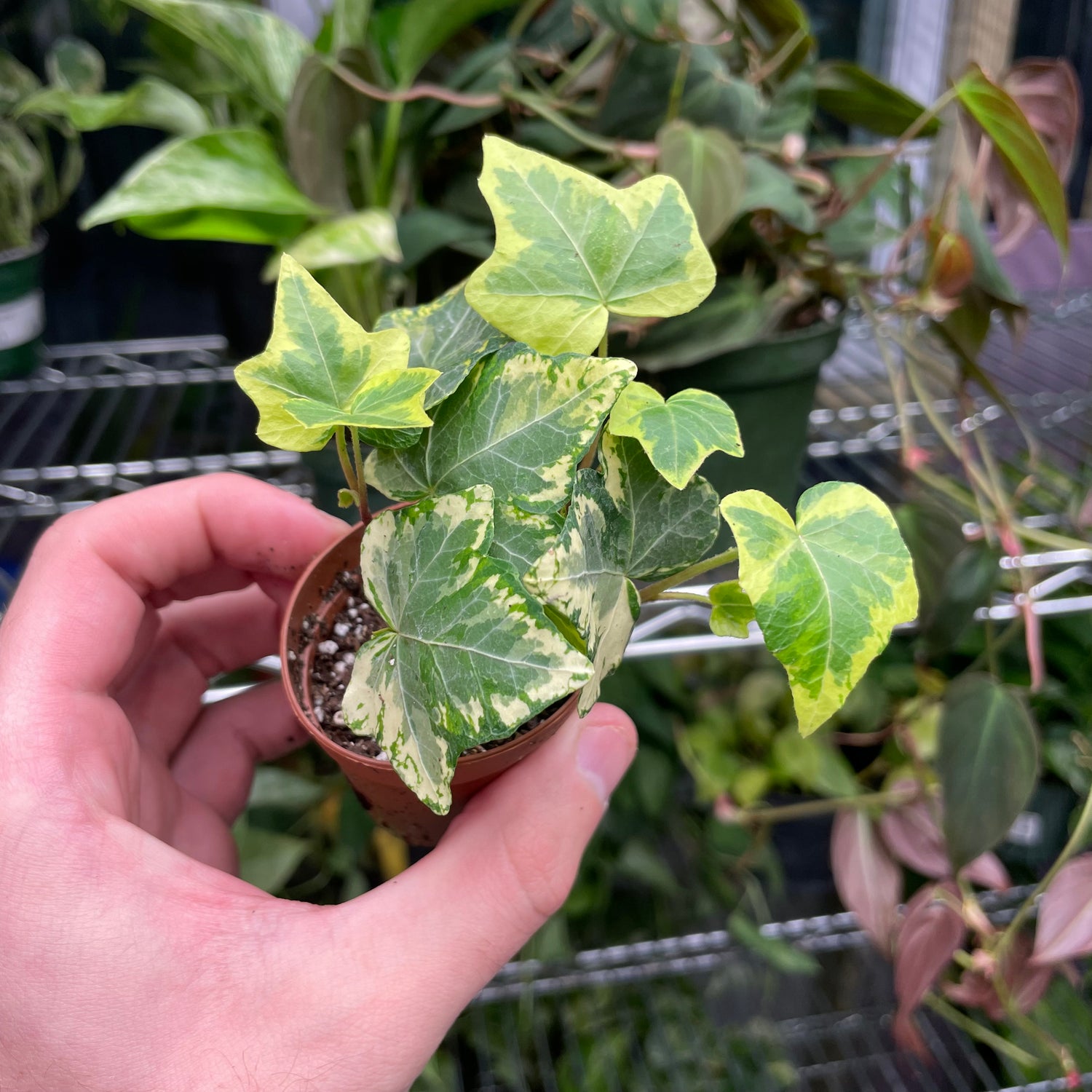 English Ivy Variegated