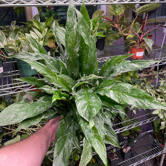 Domino Peace Lily Variegated