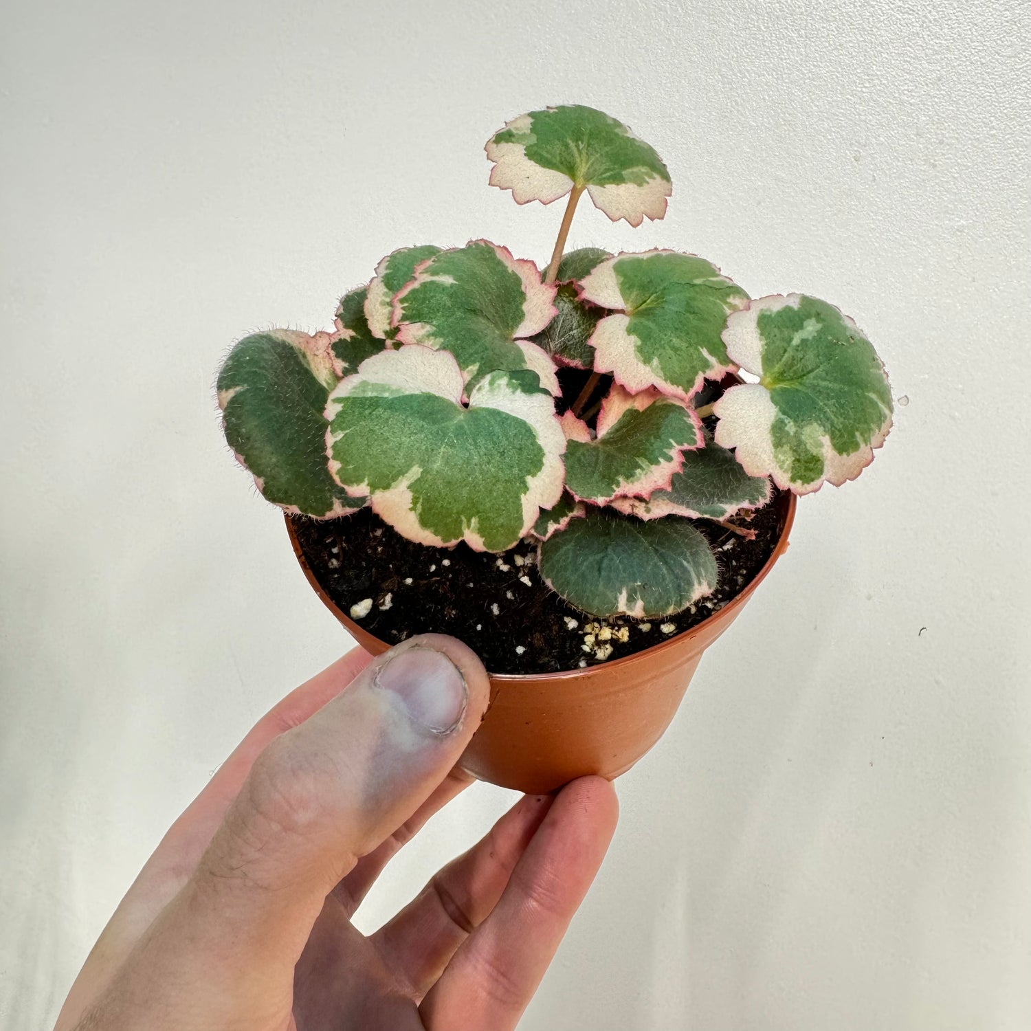 Begonia Strawberry Variegated