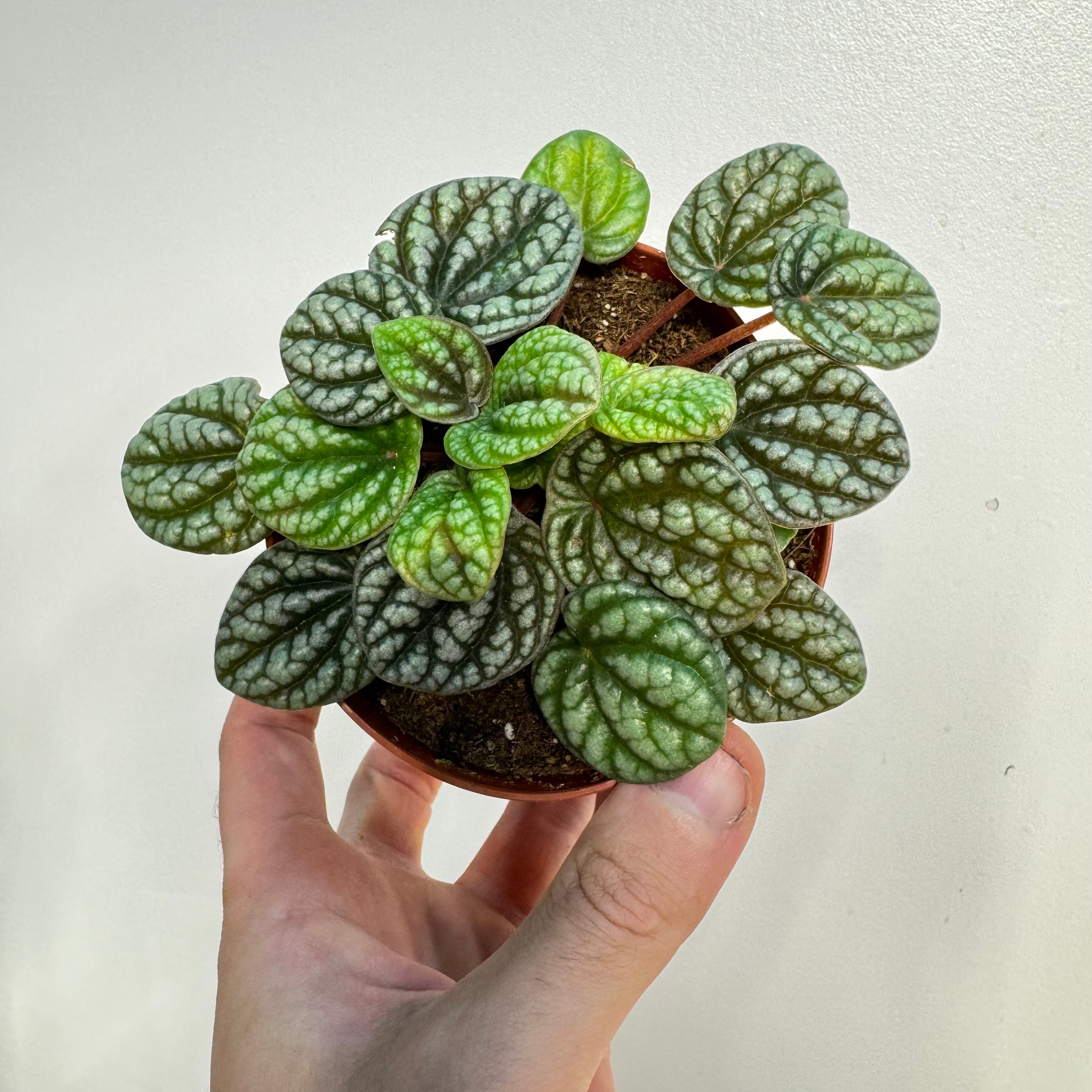 Peperomia Burbella